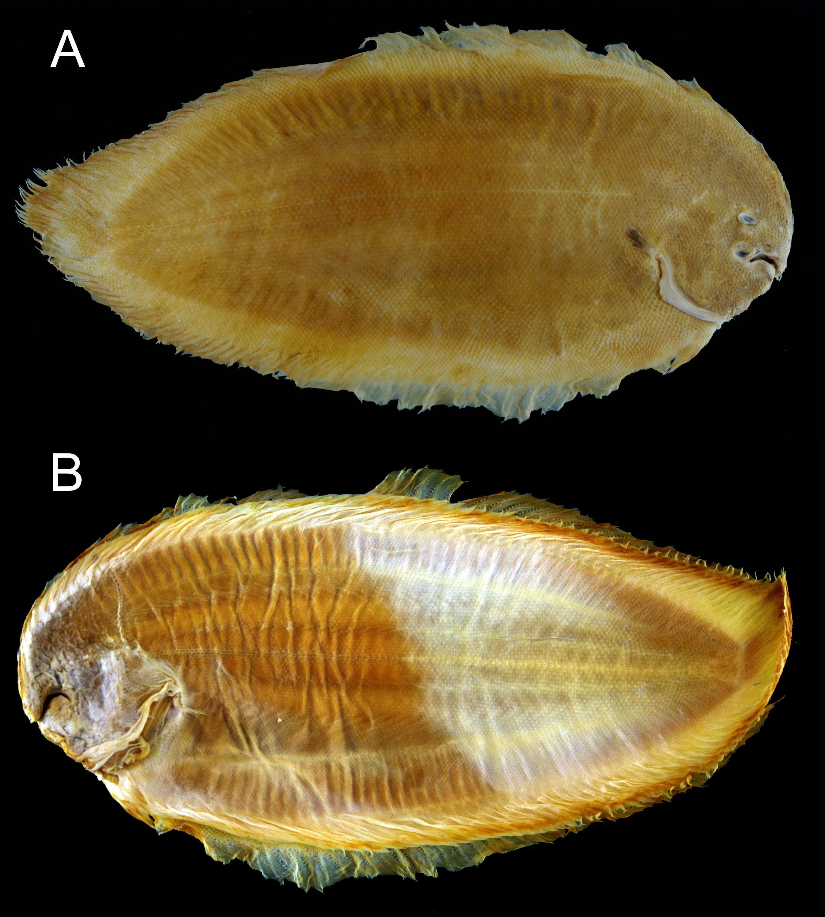 ภาพ ปลา aspilos (Brachirus aspilos)