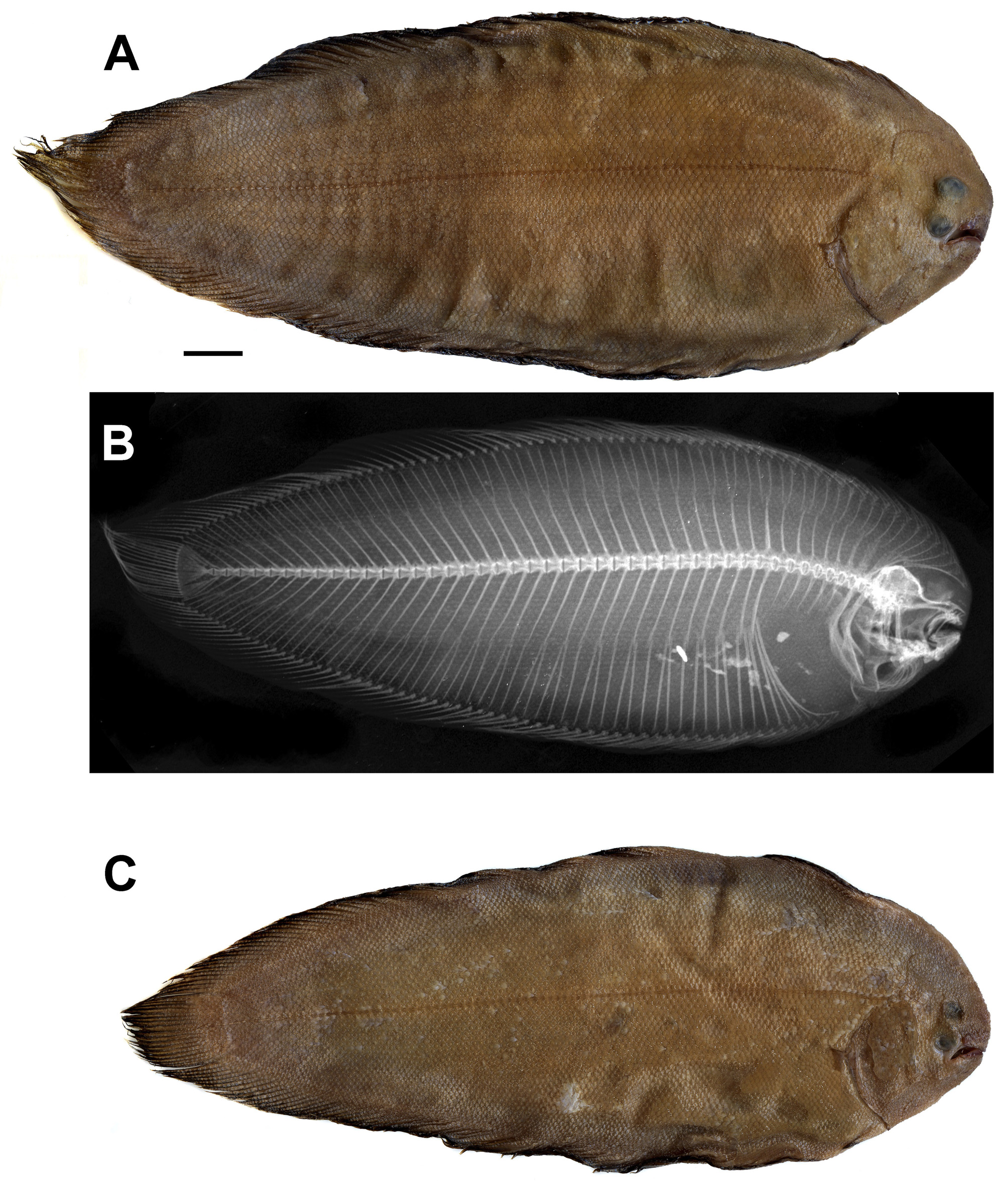 ภาพ ปลา sayaensis (Brachirus sayaensis)