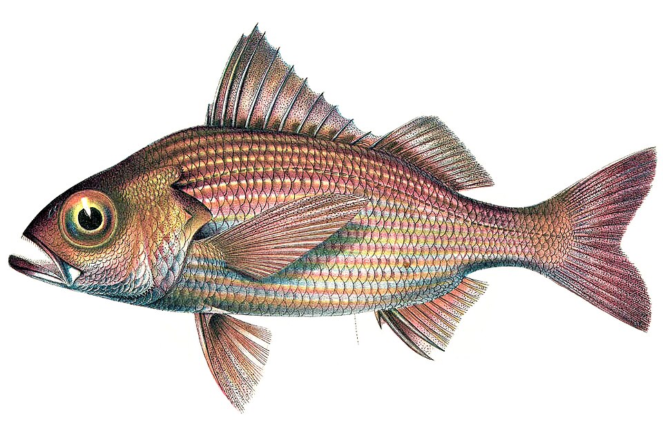 ภาพ ปลาสร้อยนกเขาตาโต (Brachydeuterus auritus)