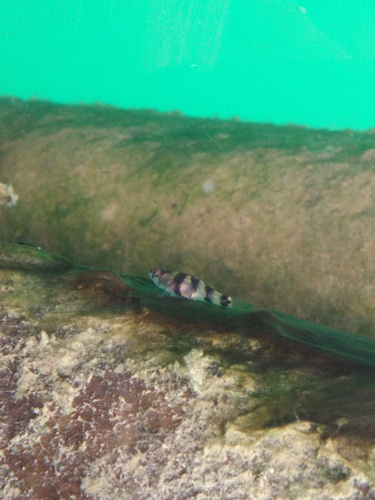 ภาพ ปลาบู่บู่ (Brachygobius aggregatus)