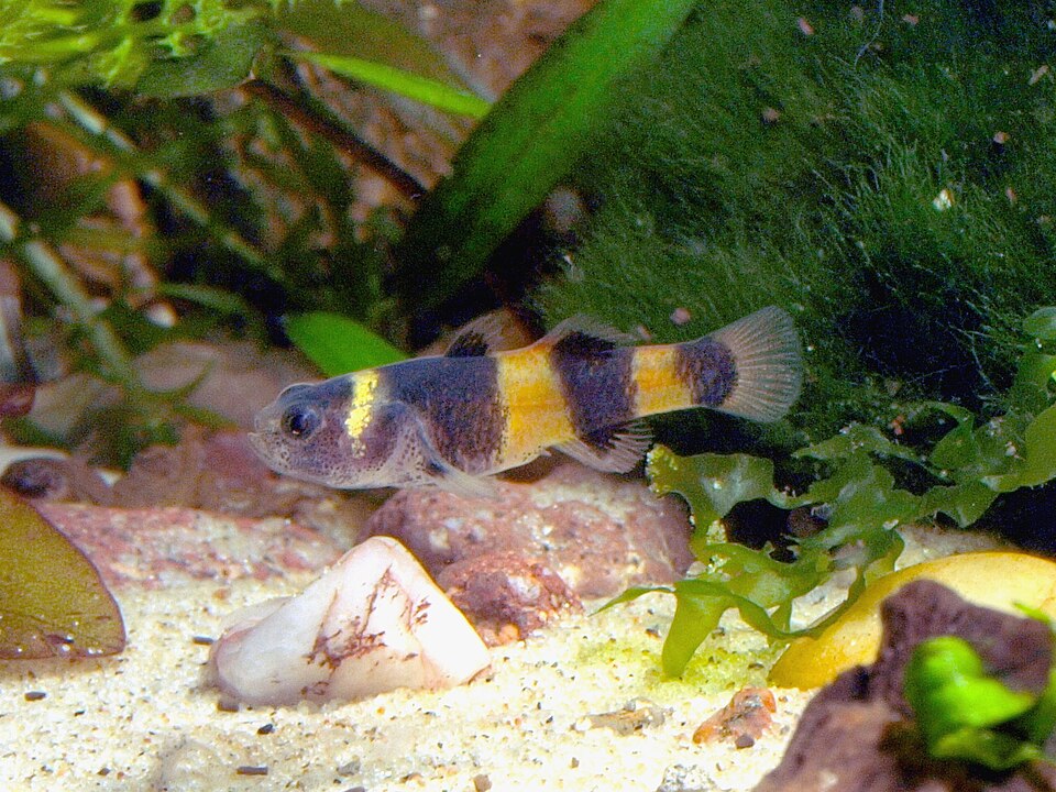 ภาพ ปลาบู่ xanthozonus (Brachygobius xanthozonus)