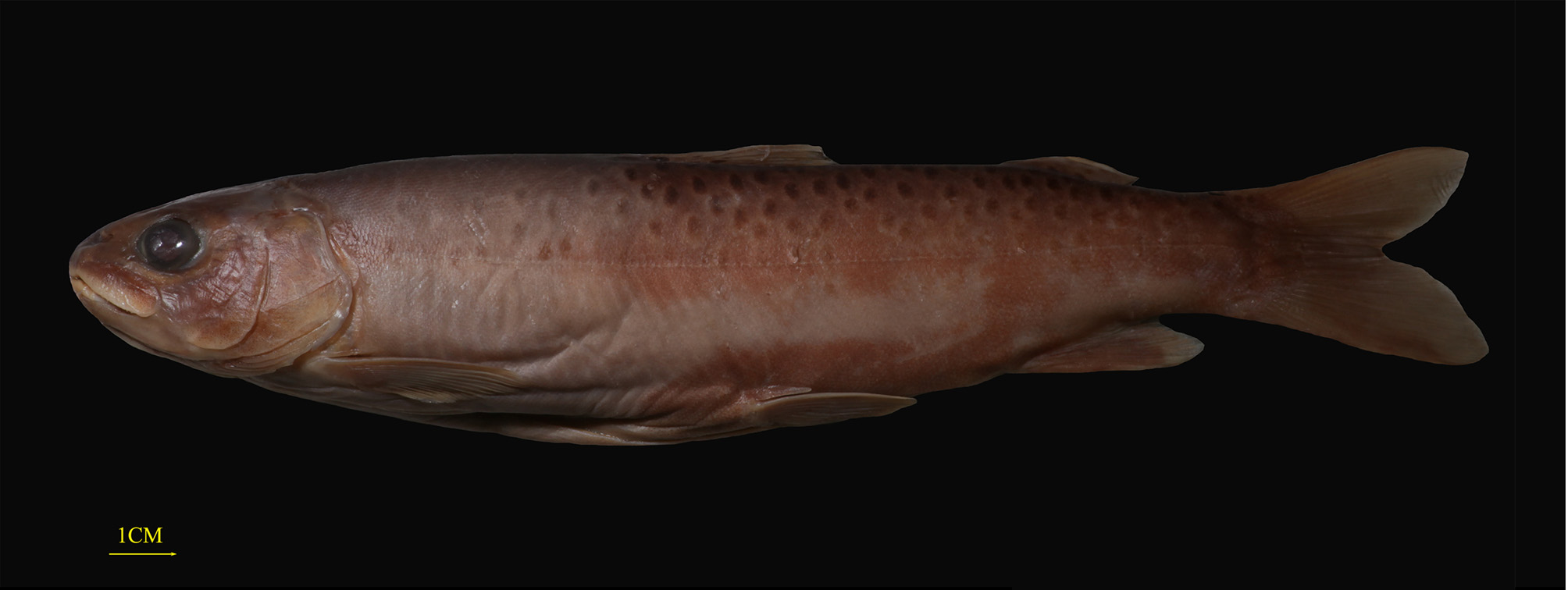ภาพ ปลา tsinlingensis (Brachymystax tsinlingensis)