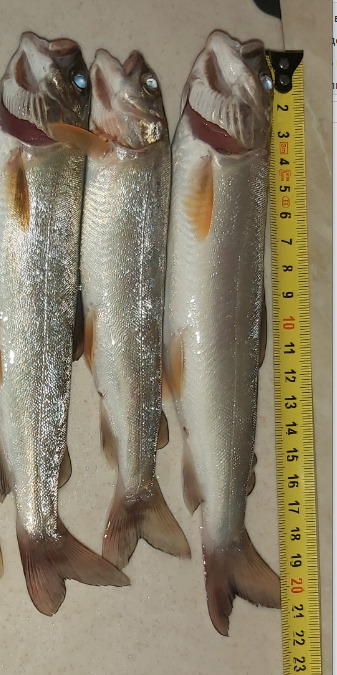 ภาพ ปลา tumensis (Brachymystax tumensis)