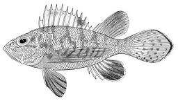 ภาพ ปลามังกร (Brachypterois serrulifer)