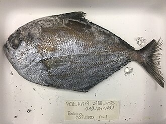 ภาพ ปลา caribbea (Brama caribbea)