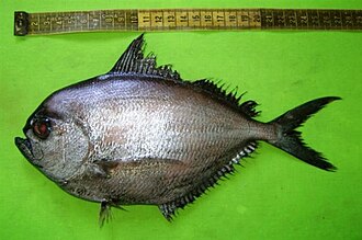 ภาพ ปลา dussumieri (Brama dussumieri)