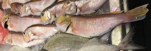 ภาพ ปลาไทล์ฟิชเหลือง (Branchiostegus auratus)