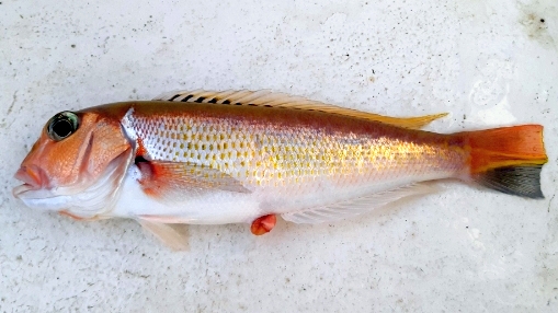 ภาพ ปลากะพงสวรรค์ (Branchiostegus sawakinensis)