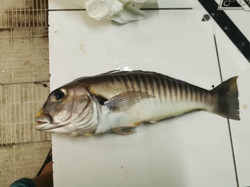 ภาพ ปลาไทล์ฟิชขาว (Branchiostegus semifasciatus)