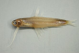 ภาพ ปลา atlanticus (Bregmaceros atlanticus)