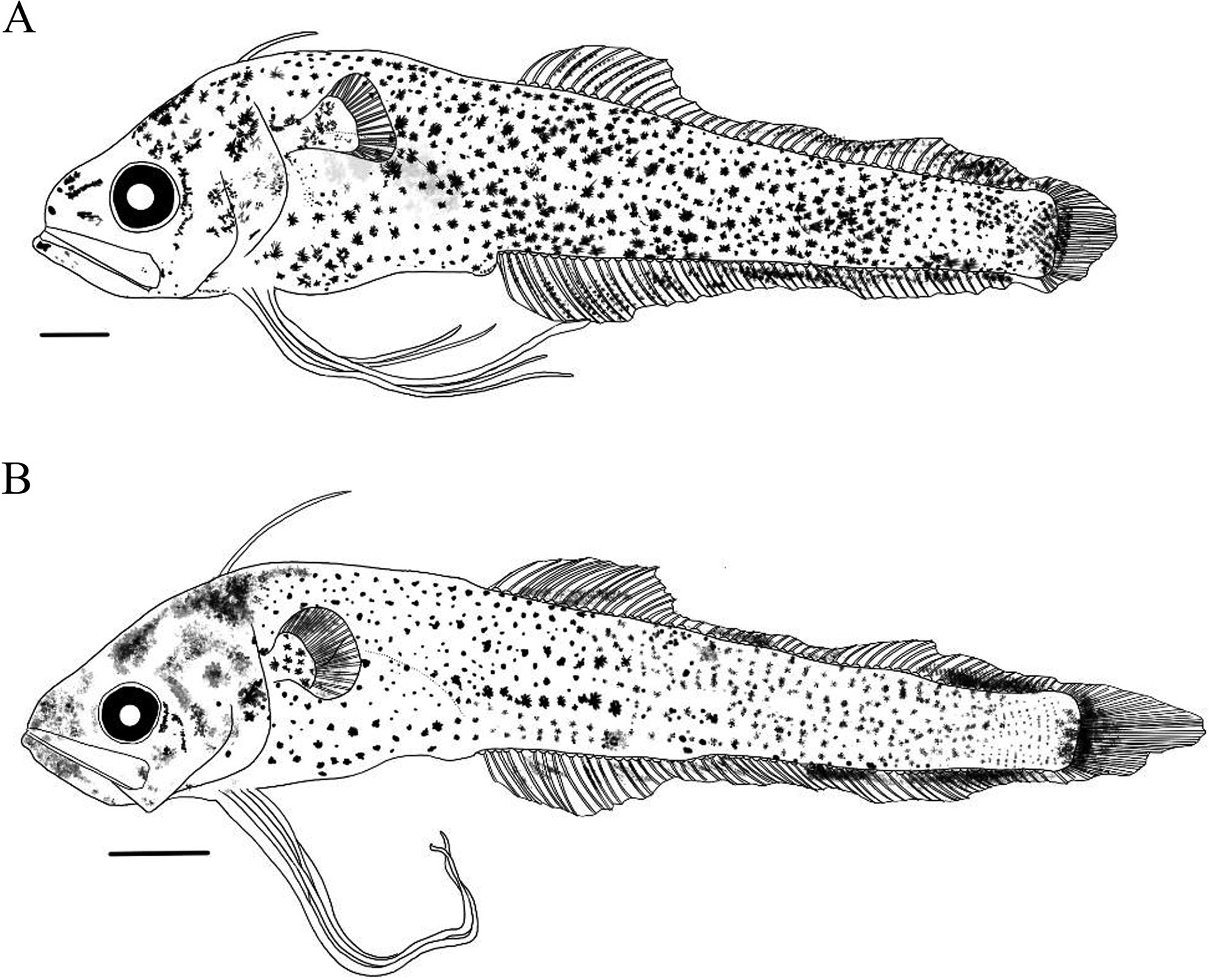 ภาพ ปลา japonicus (Bregmaceros japonicus)