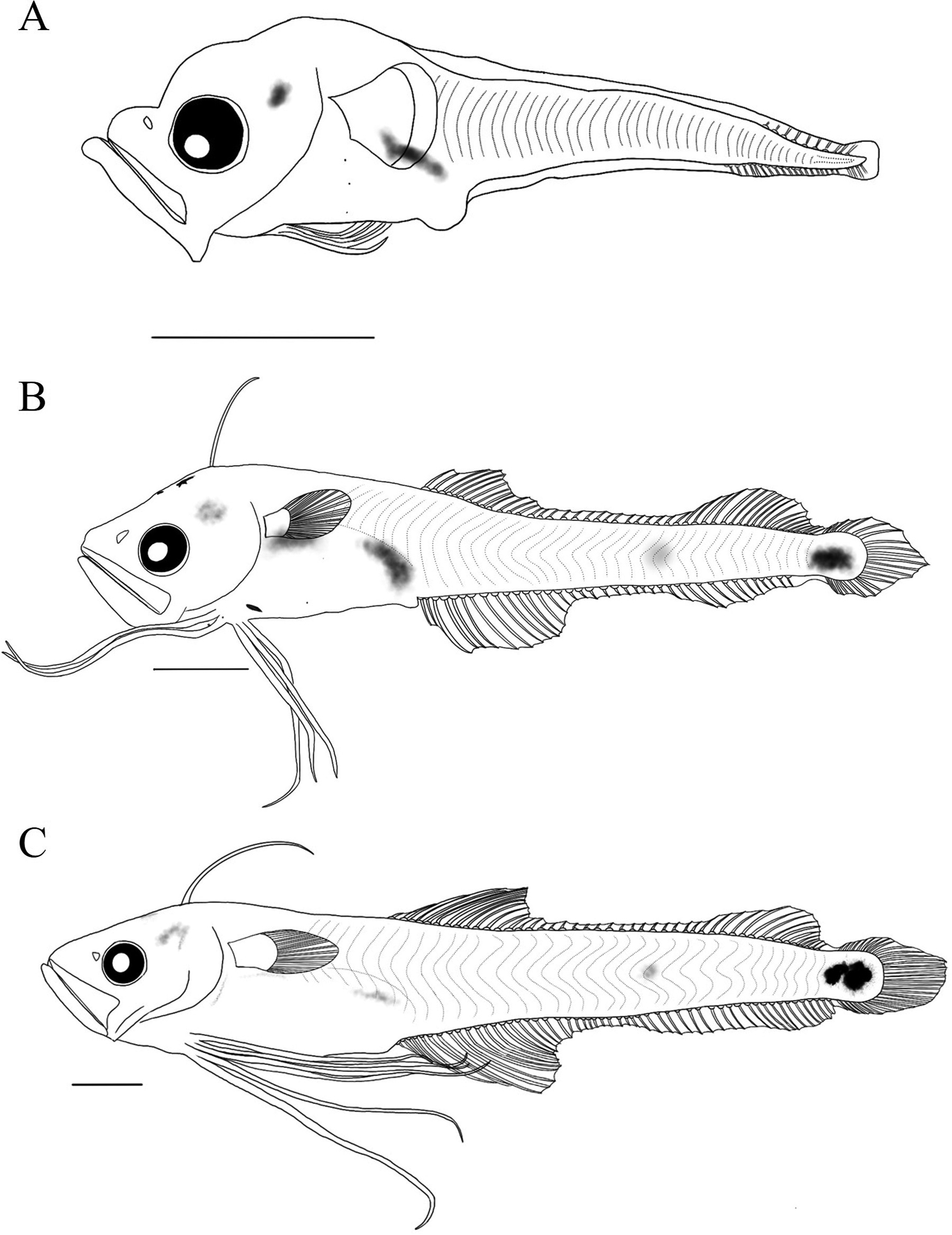 ภาพ ปลา neonectabanus (Bregmaceros neonectabanus)
