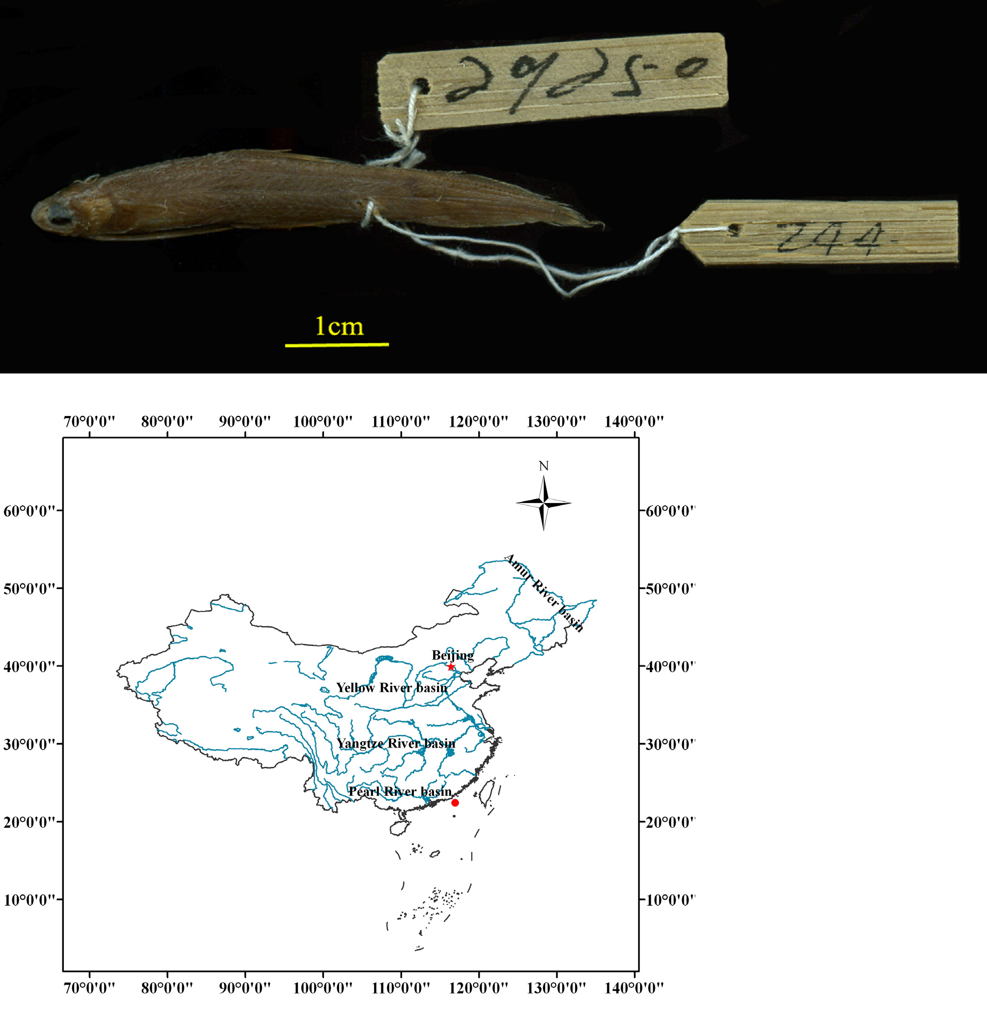 ภาพ ปลา pseudolanceolatus (Bregmaceros pseudolanceolatus)