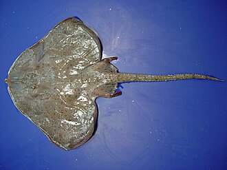 ภาพ ปลา spinosa (Breviraja spinosa)