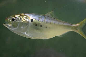 ภาพ ปลา tyrannus (Brevoortia tyrannus)