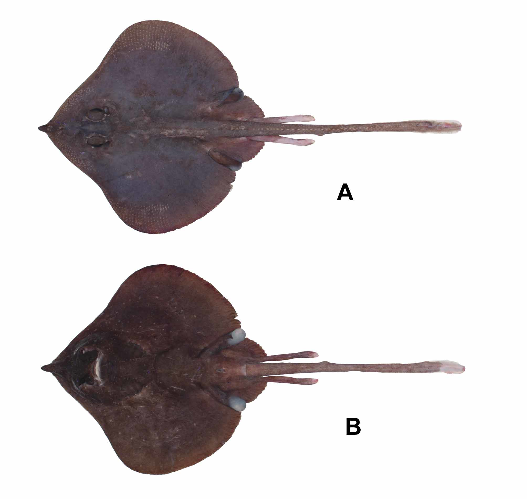 ภาพ ปลา vittacauda (Brochiraja vittacauda)