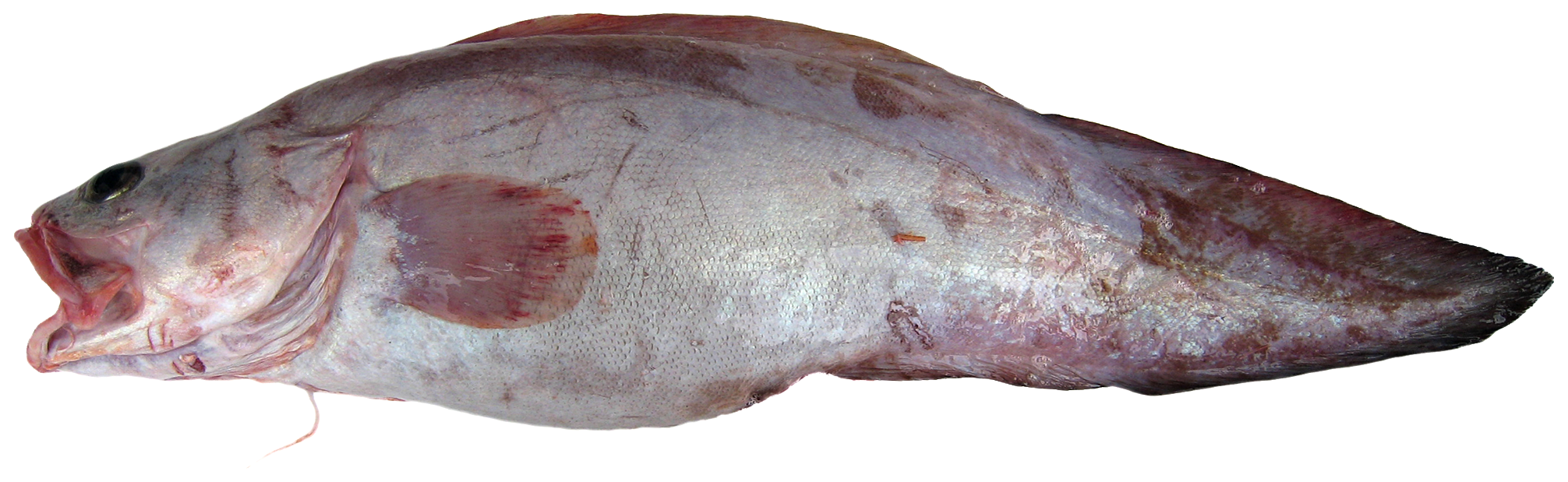 ภาพ ปลา barbata (Brotula barbata)