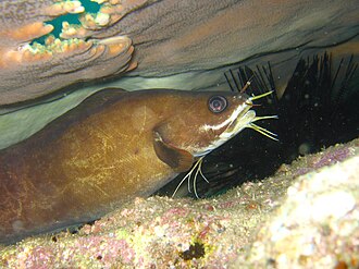 ภาพ ปลา multibarbata (Brotula multibarbata)