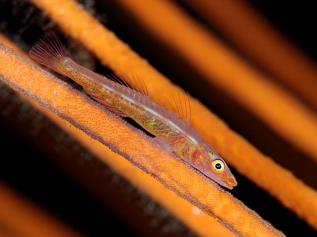 ภาพ ปลาบู่กัลปังหาบู่ (Bryaninops amplus)