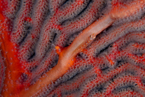 ภาพ ปลาบู่กัลปังหา annella (Bryaninops annella)