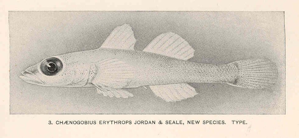 ภาพ ปลาบู่กัลปังหาปะการัง (Bryaninops erythrops)