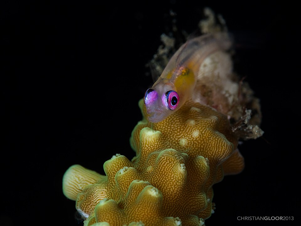 ภาพ ปลาบู่กัลปังหาบู่ (Bryaninops natans)