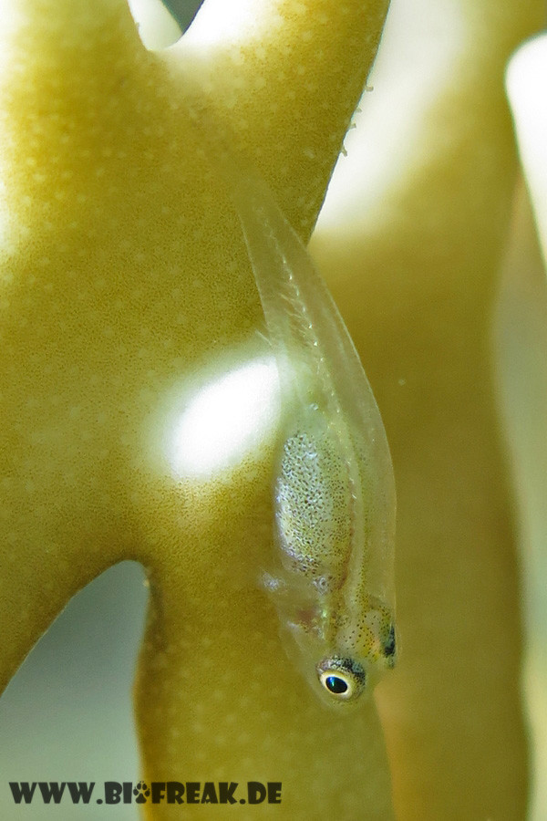 ภาพ ปลาบู่กัลปังหาบู่ (Bryaninops ridens)