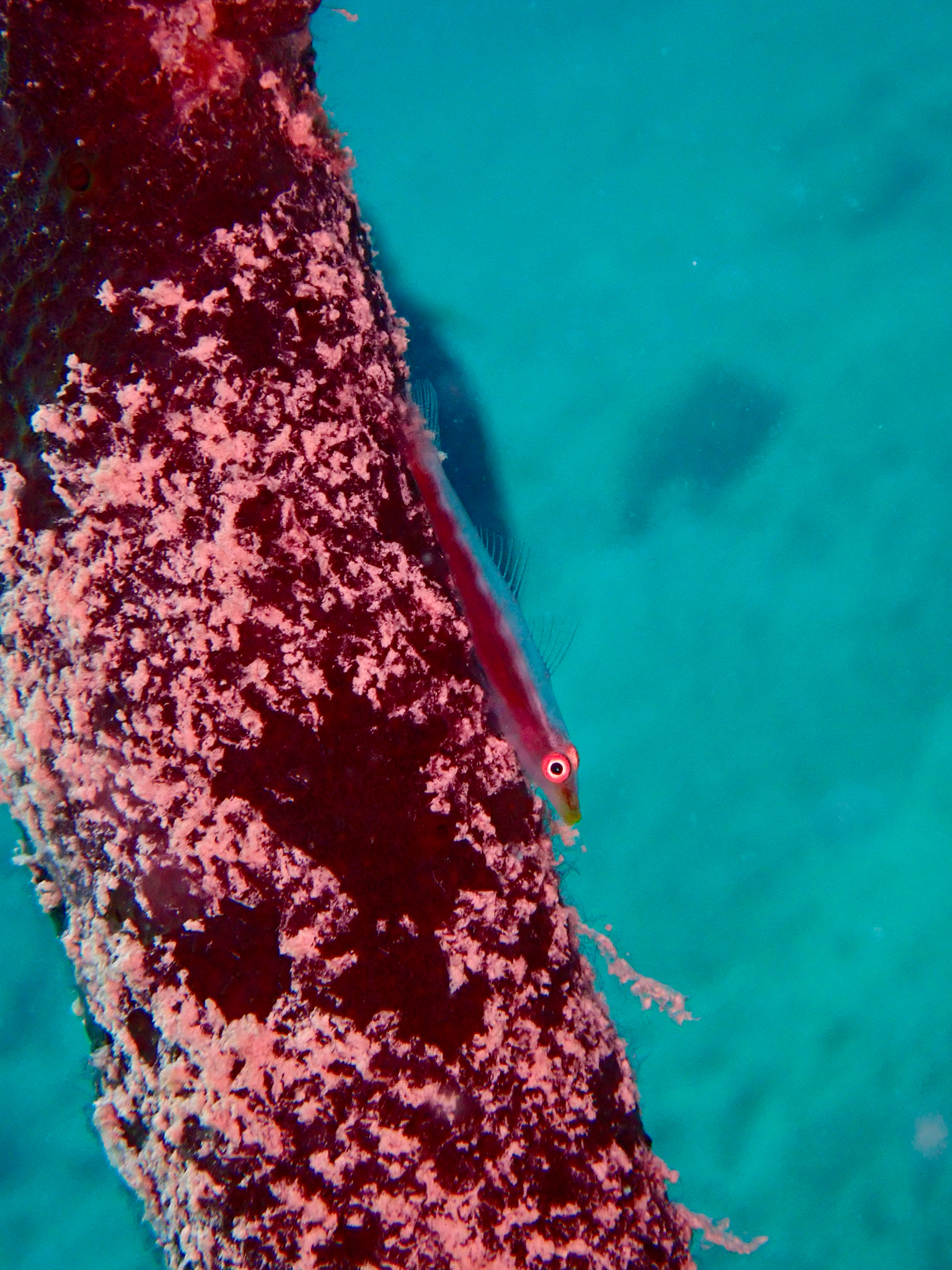 ภาพ ปลาบู่กัลปังหา spongicolus (Bryaninops spongicolus)