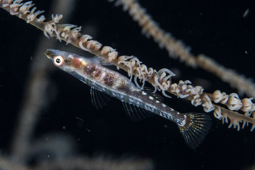 ภาพ ปลาบู่กัลปังหาบู่ (Bryaninops tigris)