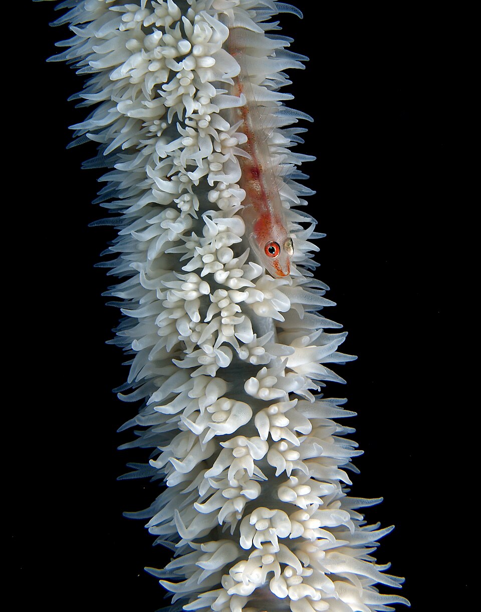 ภาพ ปลาบู่กัลปังหาบู่ (Bryaninops yongei)