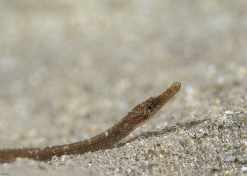 ภาพ ปลาจิ้มฟันจระเข้ชมพู (Bryx analicarens)