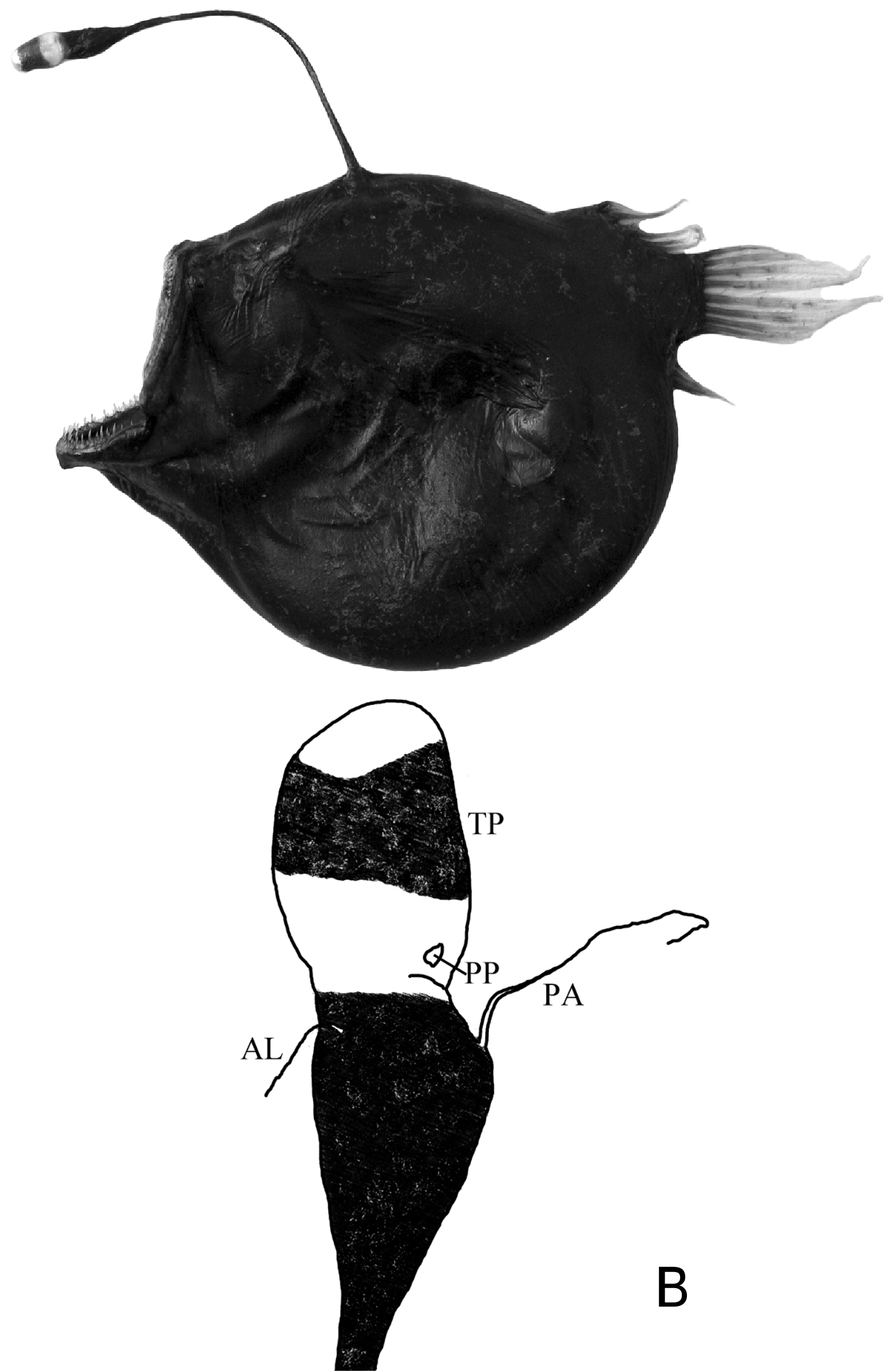 ภาพ ปลา microcephalus (Bufoceratias microcephalus)