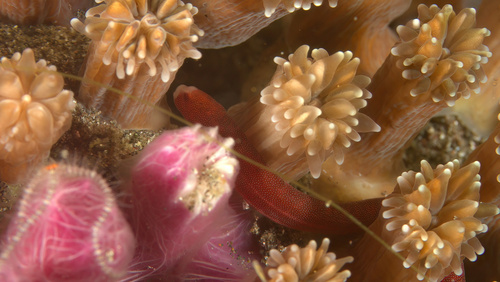 ภาพ ปลาจิ้มฟันจระเข้ brucei (Bulbonaricus brucei)