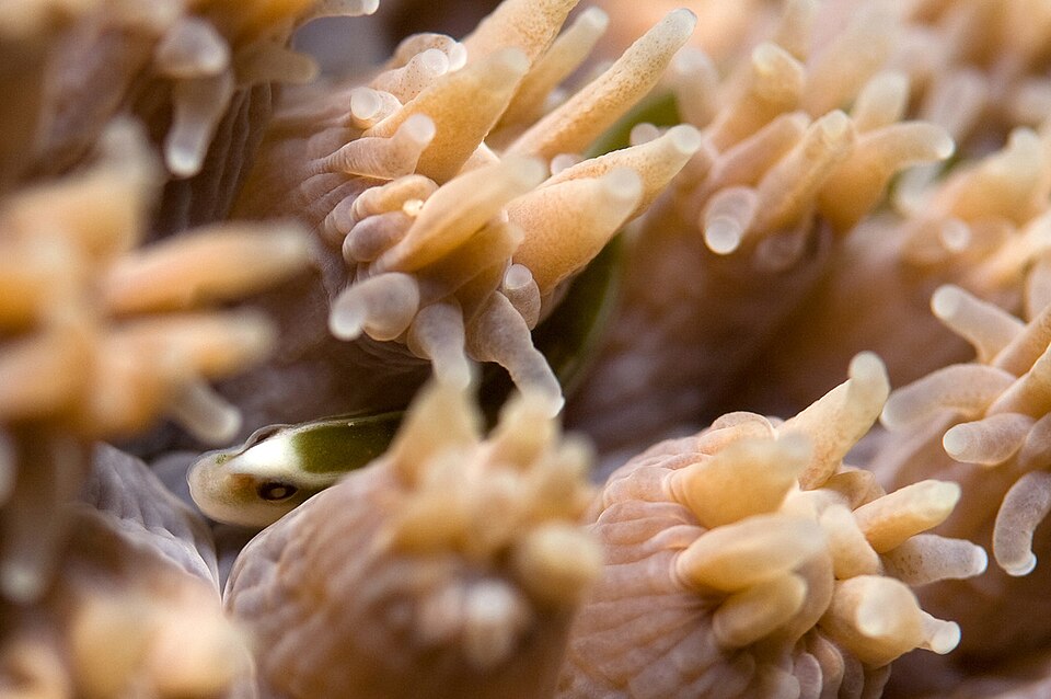 ภาพ ปลาจิ้มฟันจระเข้ davaoensis (Bulbonaricus davaoensis)