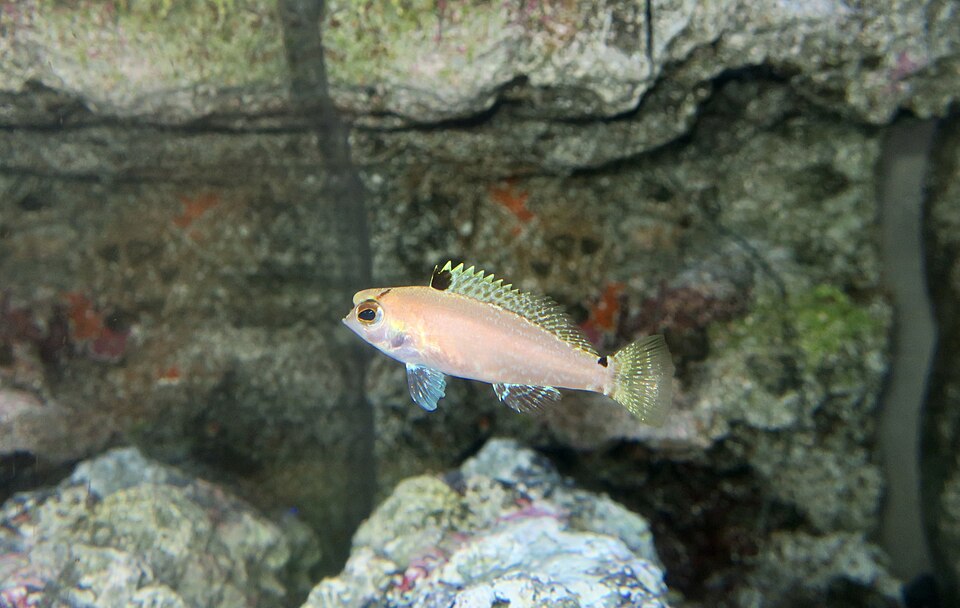 ภาพ ปลากะรังจิ๋ว caribbaeus (Bullisichthys caribbaeus)