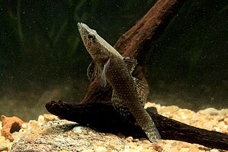 ภาพ ปลา humeralis (Butis humeralis)