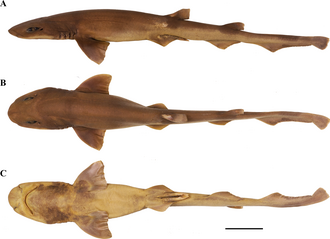 ภาพ ปลา stewarti (Bythaelurus stewarti)