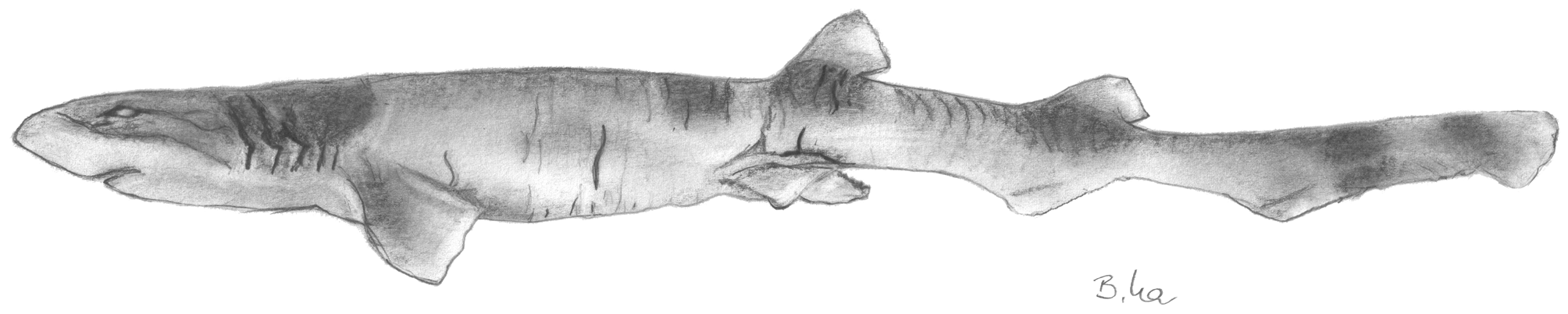 ภาพ ปลา tenuicephalus (Bythaelurus tenuicephalus)
