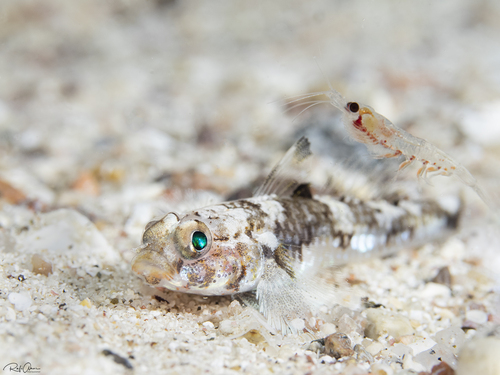 ภาพ ปลาบู่ดำจุด (Cabillus nigrostigmus)