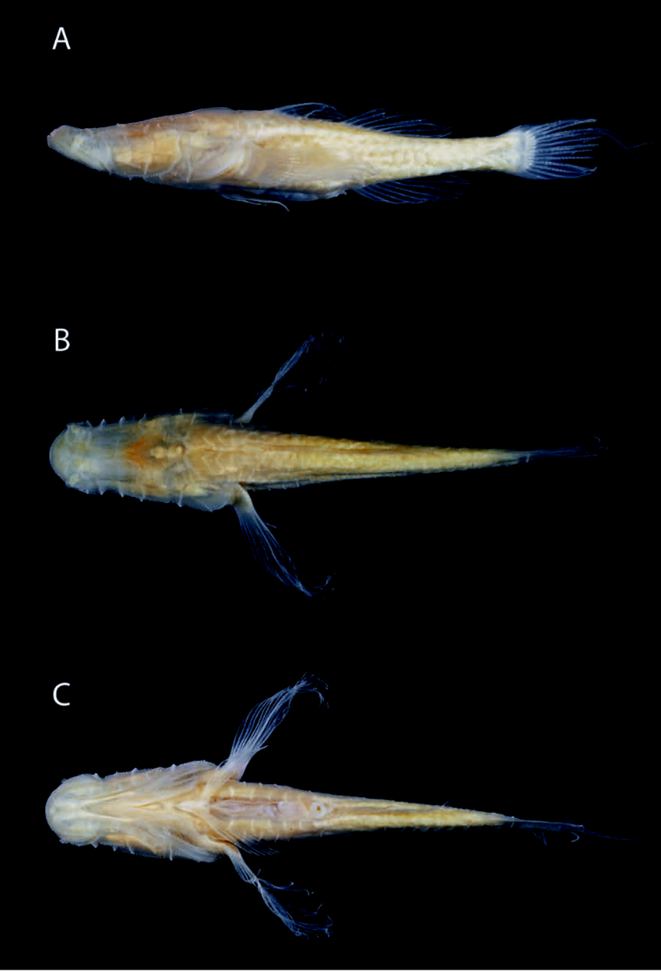 ภาพ ปลา morrisi (Caecieleotris morrisi)