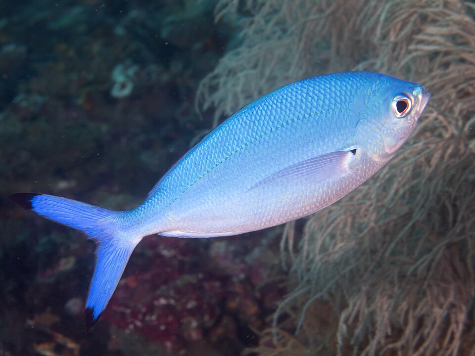 ภาพ ปลาสีกุนทะเลน้ำเงิน (Caesio lunaris)