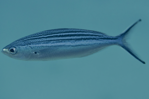 ภาพ ปลาสีกุนทะเล striata (Caesio striata)