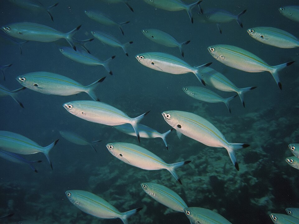 ภาพ ปลาสีกุนทะเลลายเส้น (Caesio varilineata)