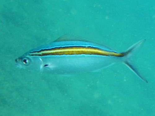 ภาพ ปลาสีกุนทะเล xanthalytos (Caesio xanthalytos)