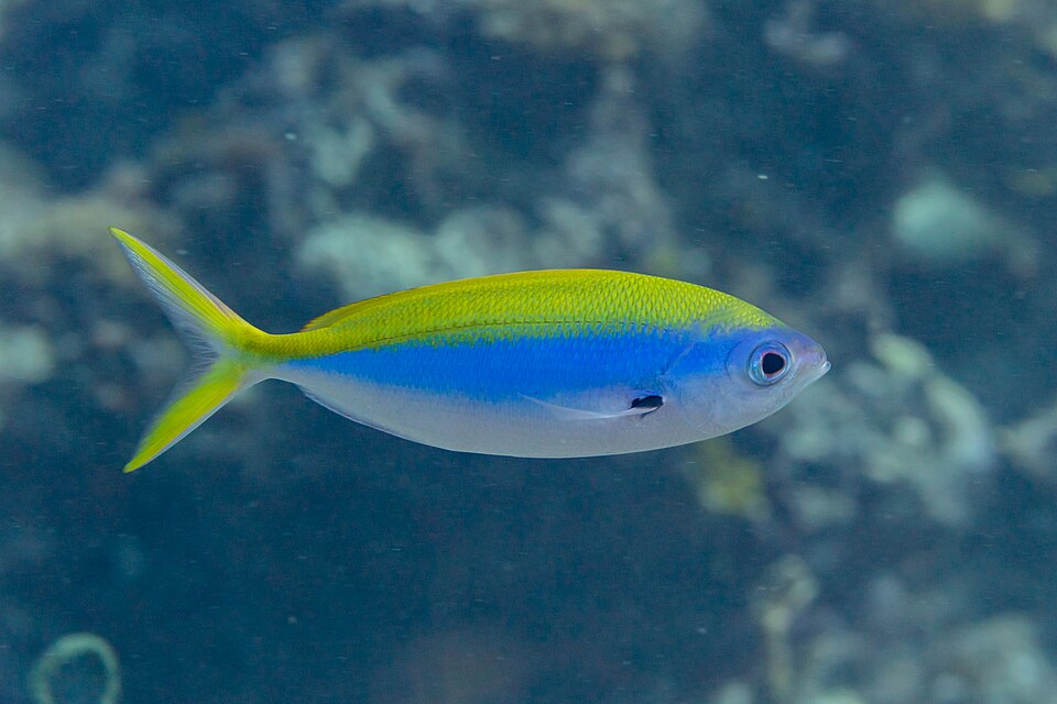 ภาพ ปลาสีกุนทะเลครีบเหลือง (Caesio xanthonota)