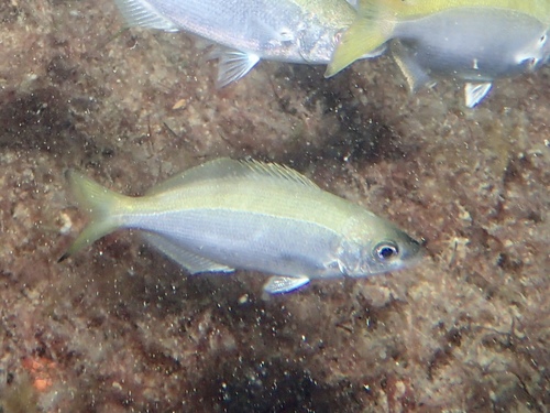 ภาพ ปลาทะเล theagenes (Caesioscorpis theagenes)