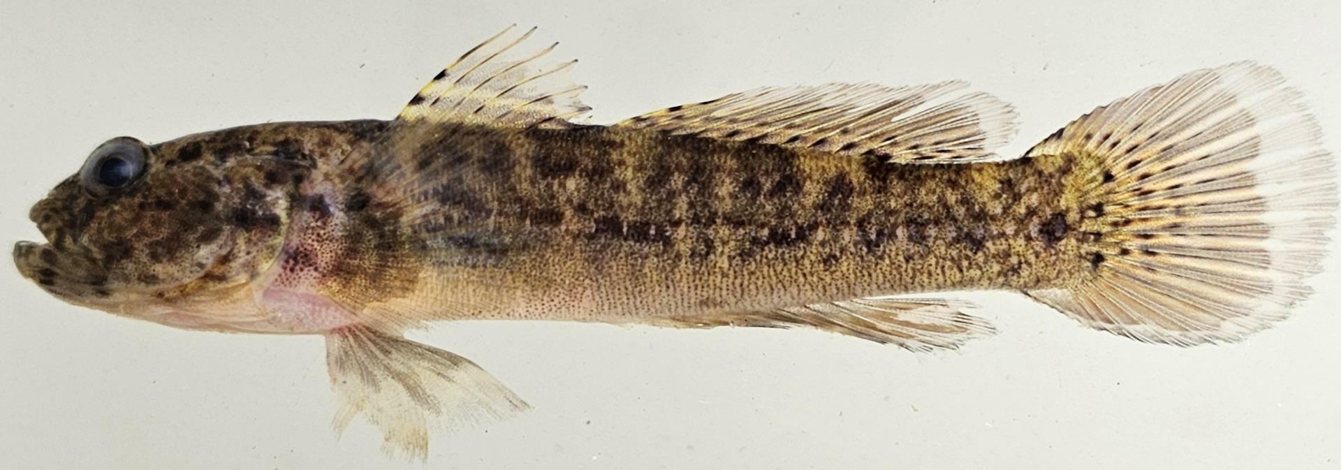 ภาพ ปลาบู่ natalensis (Caffrogobius natalensis)