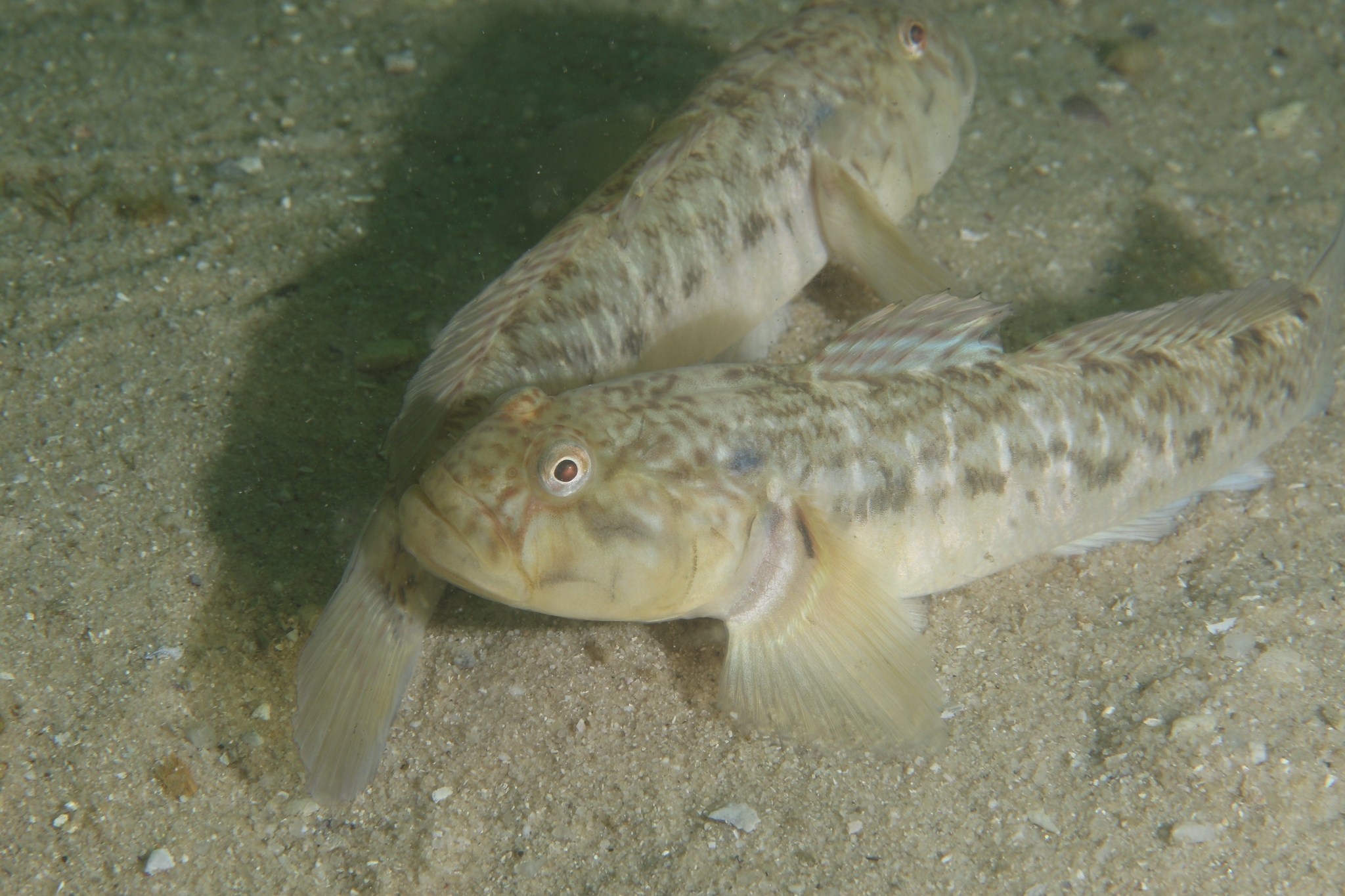 ภาพ ปลาบู่บู่ (Caffrogobius nudiceps)
