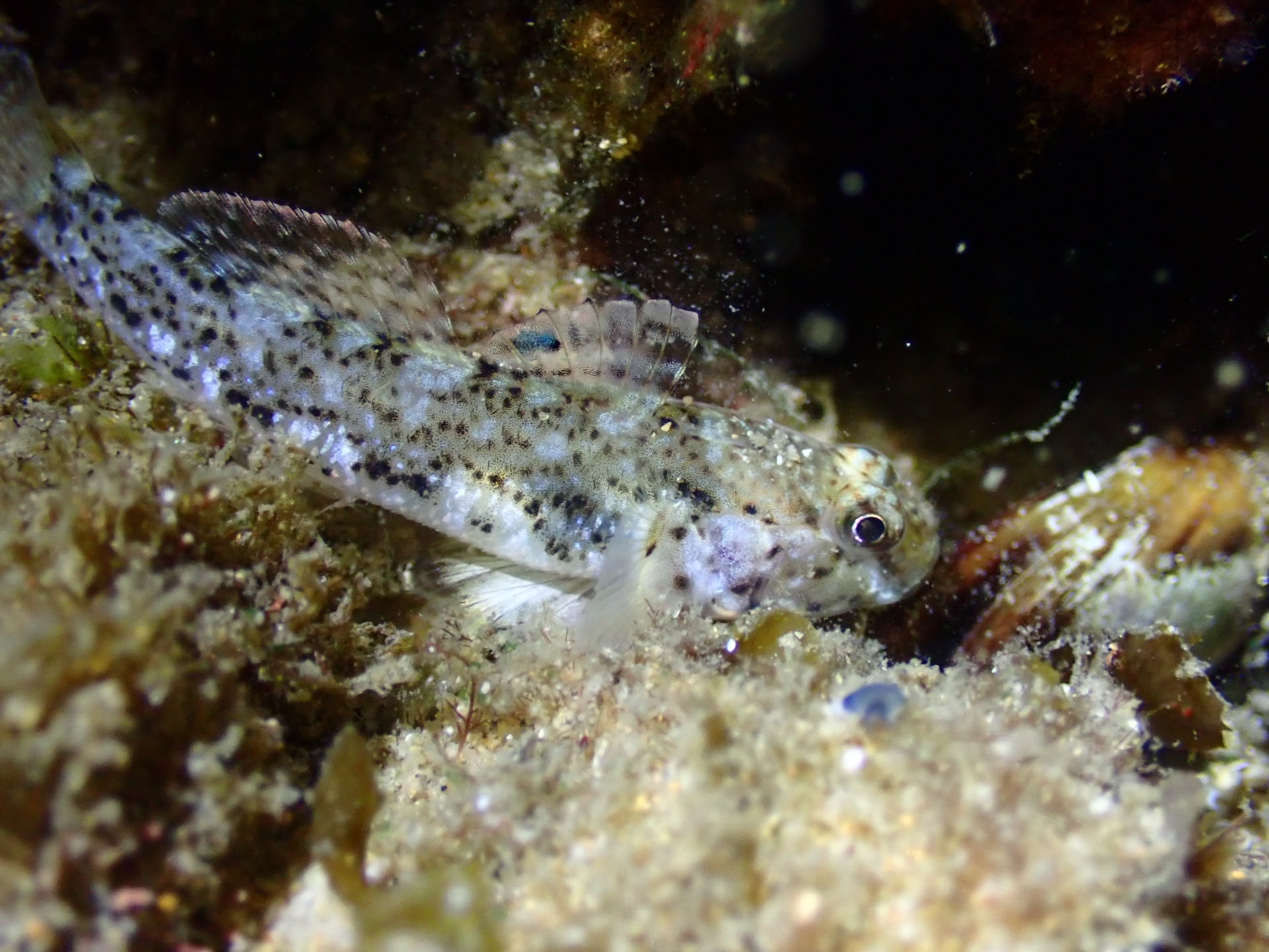 ภาพ ปลาบู่บู่ (Caffrogobius saldanha)