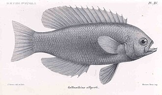 ภาพ ปลา allporti (Callanthias allporti)